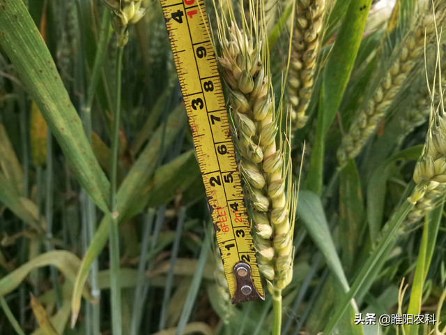 这个强筋小麦品种，最高亩产700公斤，2021年首选种植品种