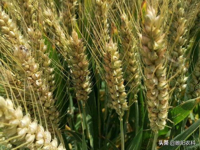 这个强筋小麦品种，最高亩产700公斤，2021年首选种植品种