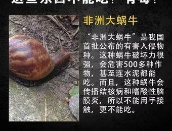 这种雨后遍地爬的大蜗牛会传播结核病! 专家提醒: 别碰更别吃