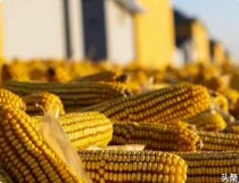 1月31日新麦、玉米收购价格参考